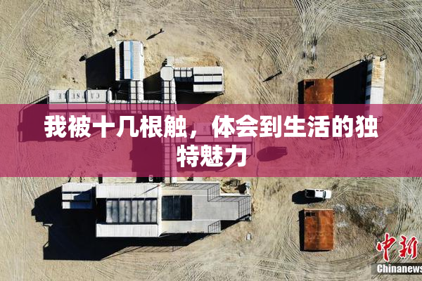 我被十几根触，体会到生活的独特魅力