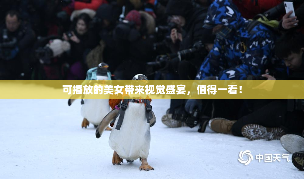 可播放的美女带来视觉盛宴，值得一看！