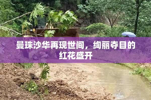 曼珠沙华再现世间，绚丽夺目的红花盛开