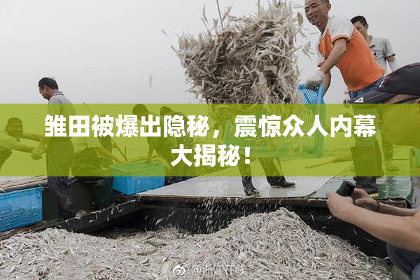 雏田被爆出隐秘，震惊众人内幕大揭秘！