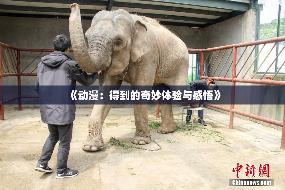 《动漫：得到的奇妙体验与感悟》