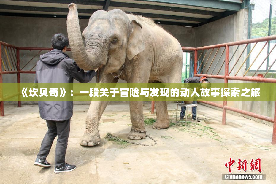 《坎贝奇》：一段关于冒险与发现的动人故事探索之旅