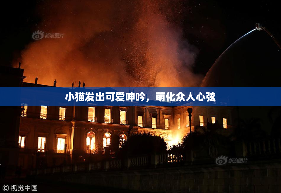 小猫发出可爱呻吟，萌化众人心弦