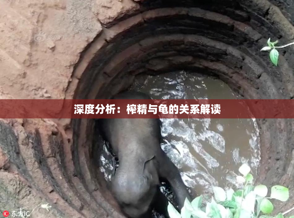 深度分析：榨精与龟的关系解读