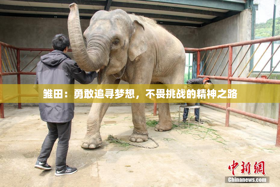 雏田：勇敢追寻梦想，不畏挑战的精神之路