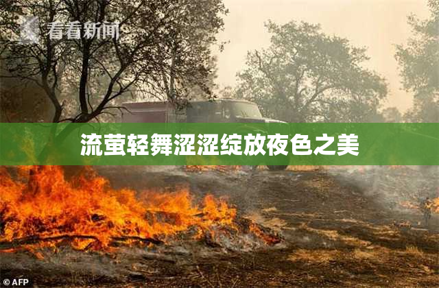 流萤轻舞涩涩绽放夜色之美
