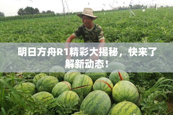 明日方舟R1精彩大揭秘，快来了解新动态！
