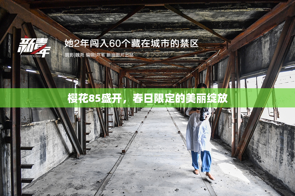 樱花85盛开，春日限定的美丽绽放