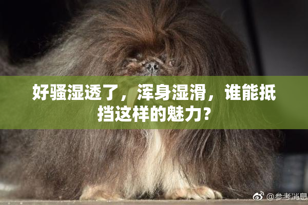好骚湿透了，浑身湿滑，谁能抵挡这样的魅力？