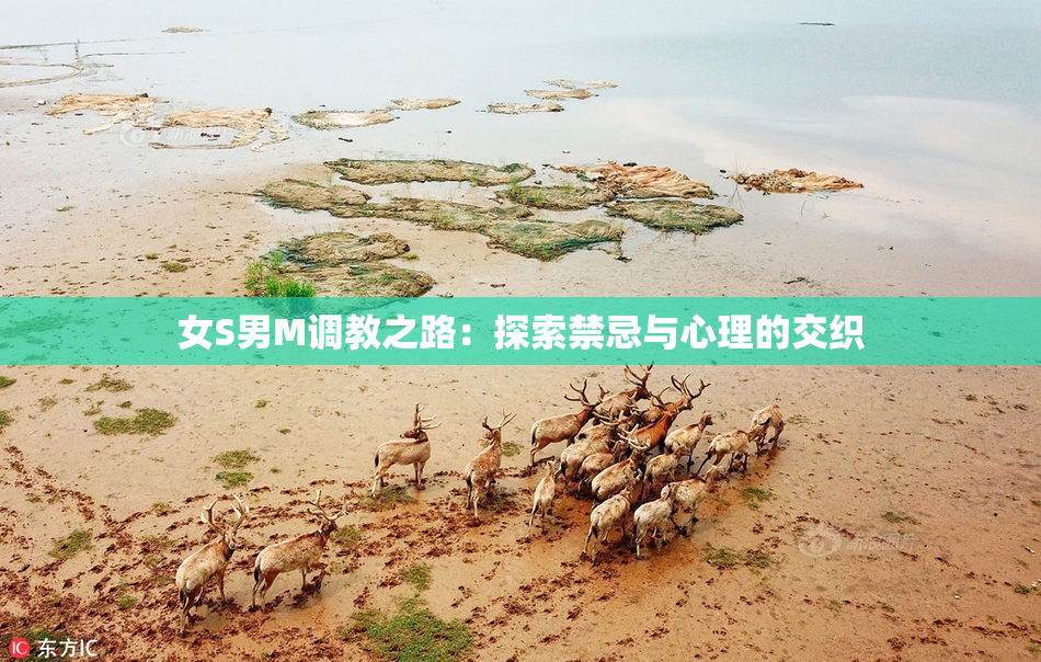 女S男M调教之路：探索禁忌与心理的交织