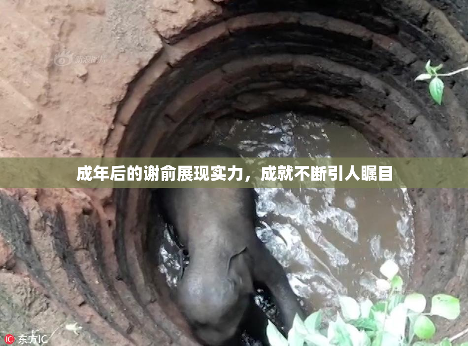 成年后的谢俞展现实力，成就不断引人瞩目