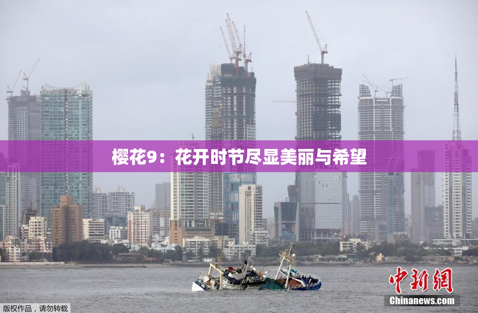 樱花9：花开时节尽显美丽与希望