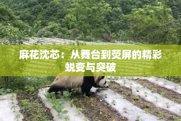麻花沈芯：从舞台到荧屏的精彩蜕变与突破