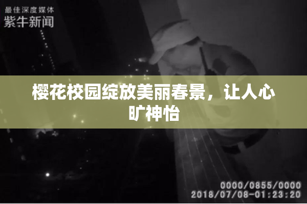 樱花校园绽放美丽春景，让人心旷神怡