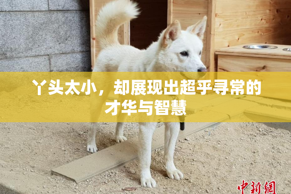 丫头太小，却展现出超乎寻常的才华与智慧