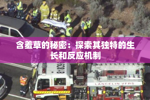 含羞草的秘密：探索其独特的生长和反应机制