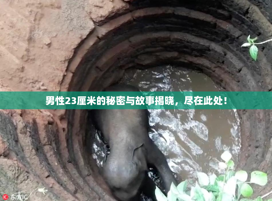 男性23厘米的秘密与故事揭晓，尽在此处！