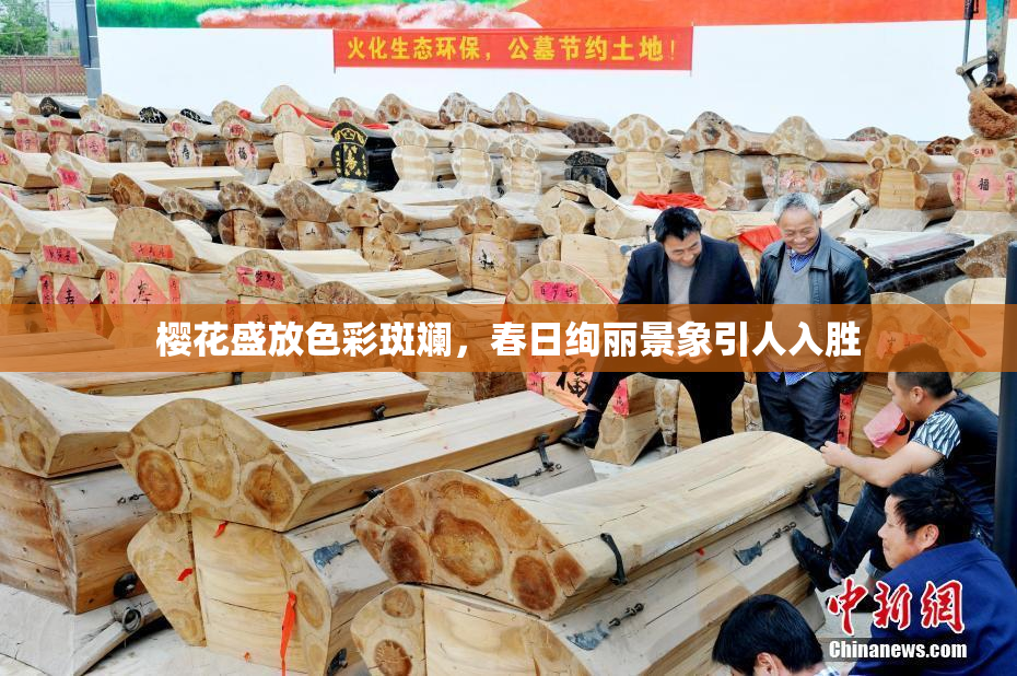 樱花盛放色彩斑斓，春日绚丽景象引人入胜