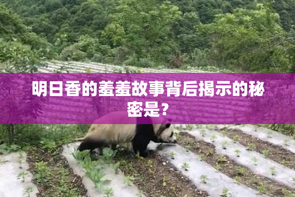 明日香的羞羞故事背后揭示的秘密是？