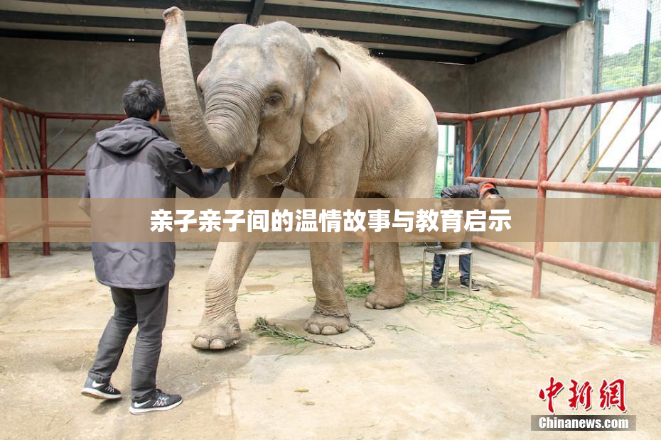 亲孑亲子间的温情故事与教育启示