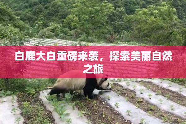 白鹿大白重磅来袭，探索美丽自然之旅