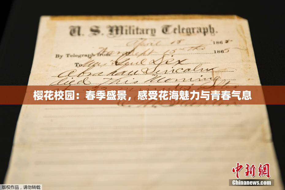 樱花校园：春季盛景，感受花海魅力与青春气息