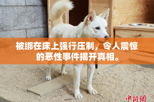 被绑在床上强行压制，令人震惊的恶性事件揭开真相。
