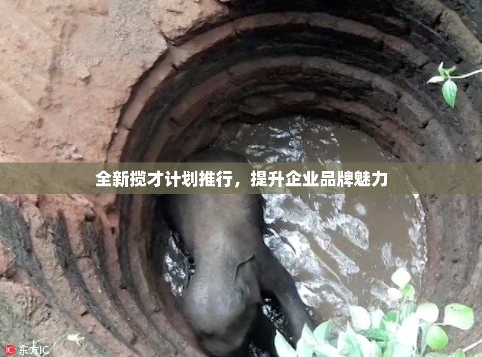 全新揽才计划推行，提升企业品牌魅力