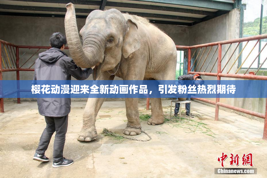 樱花动漫迎来全新动画作品，引发粉丝热烈期待