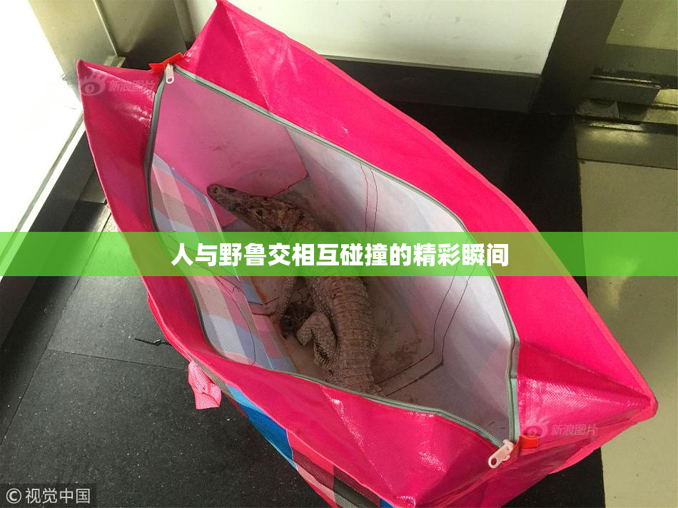 人与野鲁交相互碰撞的精彩瞬间