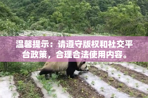 温馨提示：请遵守版权和社交平台政策，合理合法使用内容。