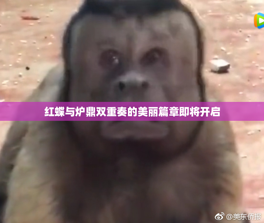 红蝶与炉鼎双重奏的美丽篇章即将开启