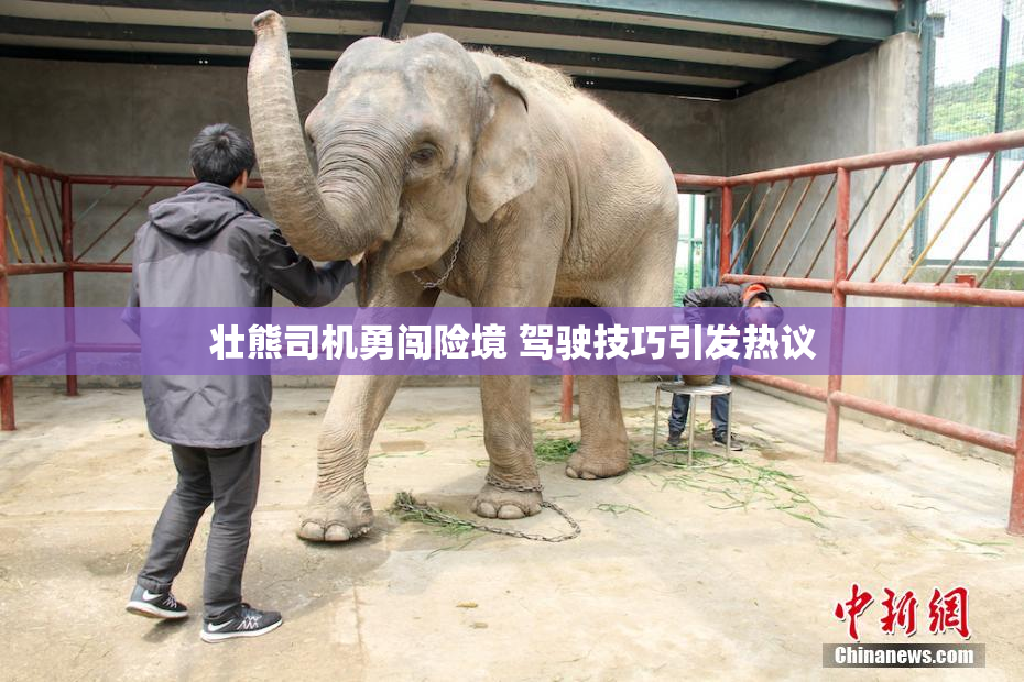 壮熊司机勇闯险境 驾驶技巧引发热议