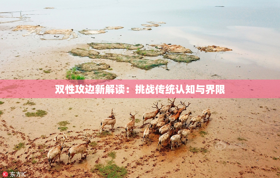 双性攻边新解读：挑战传统认知与界限