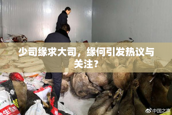少司缘求大司，缘何引发热议与关注？