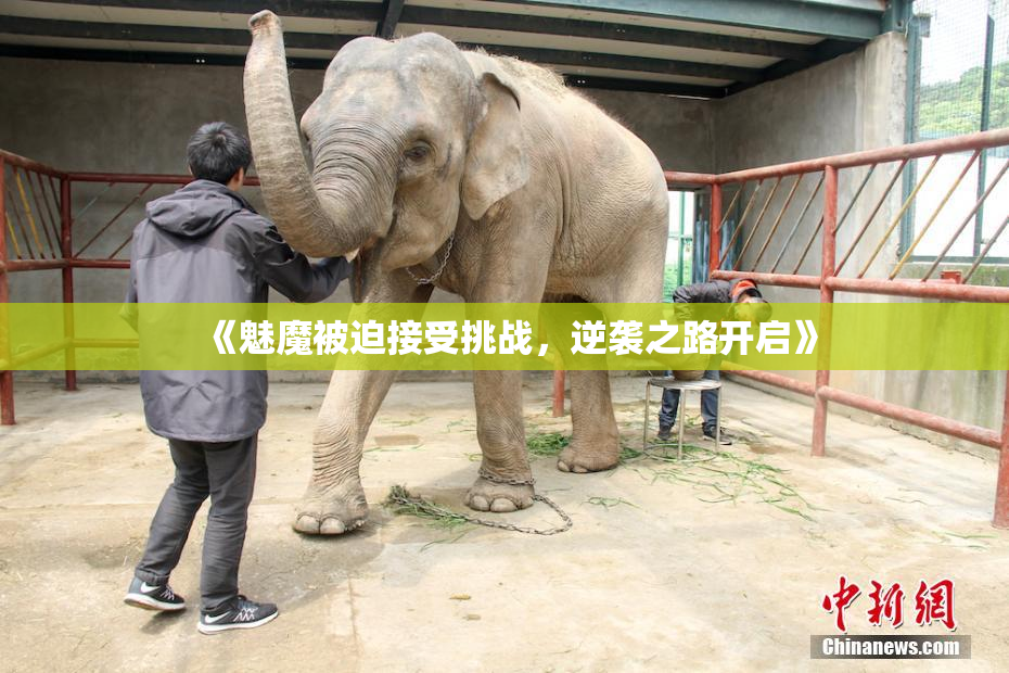 《魅魔被迫接受挑战，逆袭之路开启》