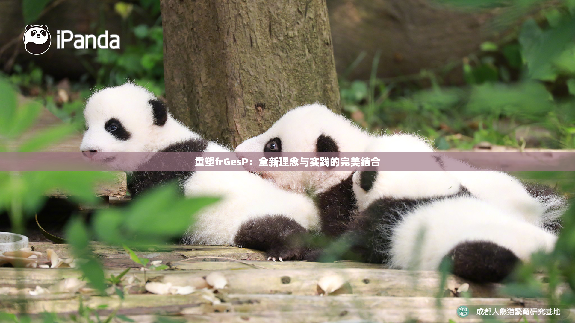 重塑frGesP：全新理念与实践的完美结合