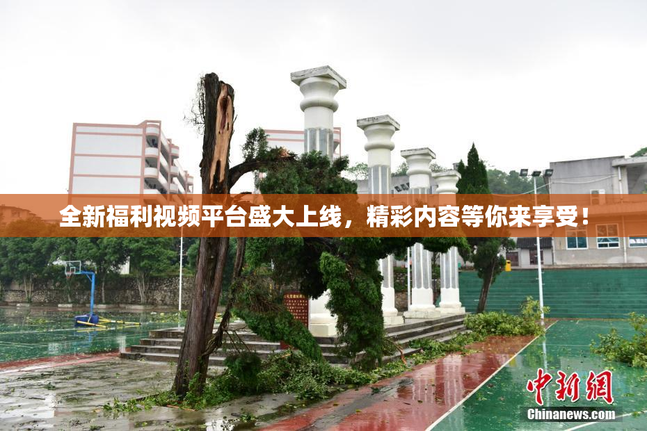 全新福利视频平台盛大上线，精彩内容等你来享受！