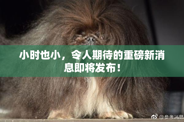 小时也小，令人期待的重磅新消息即将发布！