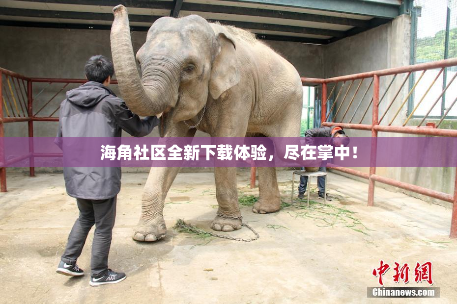海角社区全新下载体验，尽在掌中！