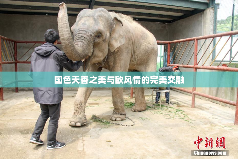 国色天香之美与欧风情的完美交融