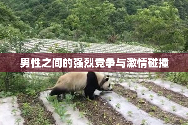 男性之间的强烈竞争与激情碰撞