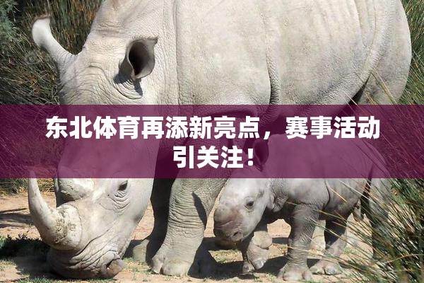 东北体育再添新亮点，赛事活动引关注！