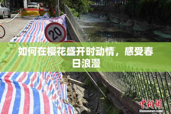 如何在樱花盛开时动情，感受春日浪漫