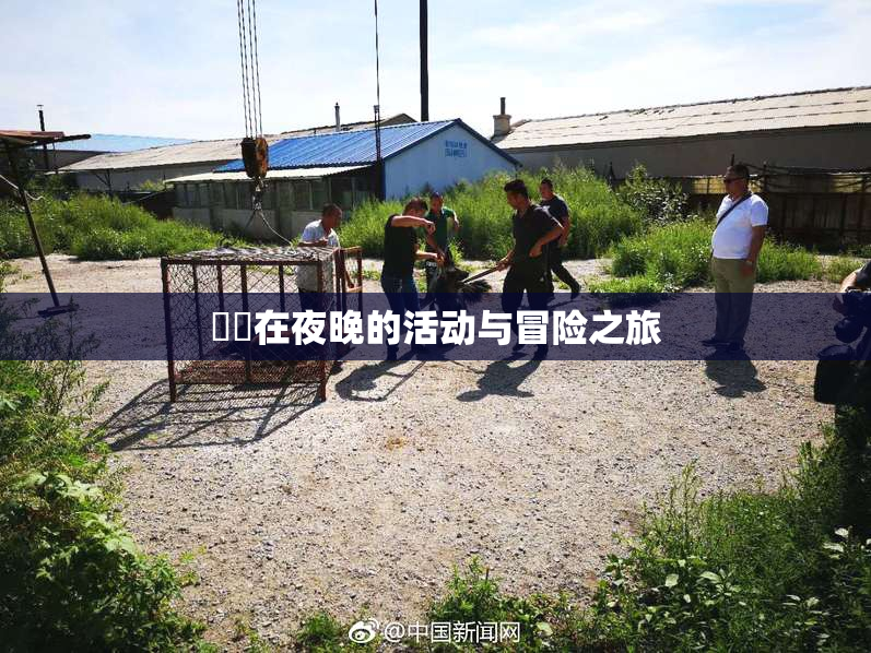妺妺在夜晚的活动与冒险之旅