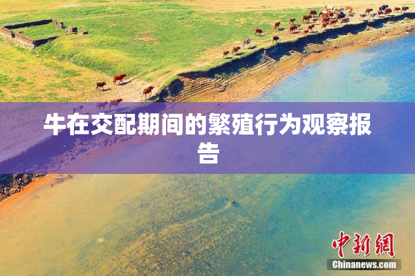 牛在交配期间的繁殖行为观察报告