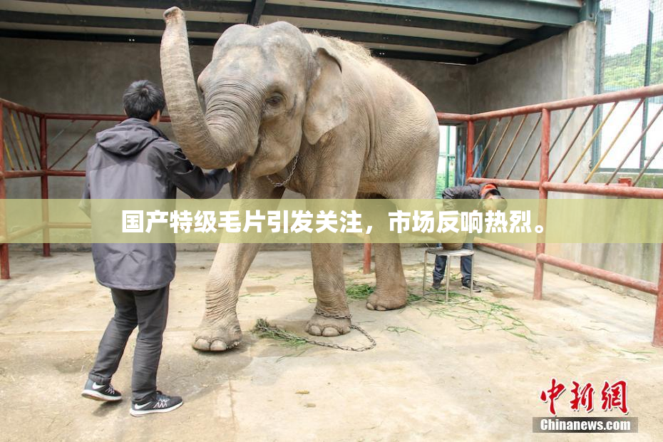 国产特级毛片引发关注，市场反响热烈。