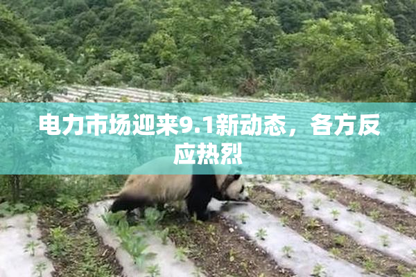 电力市场迎来9.1新动态，各方反应热烈
