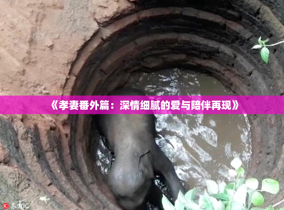 《孝妻番外篇：深情细腻的爱与陪伴再现》