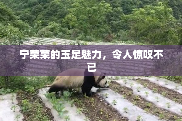宁荣荣的玉足魅力，令人惊叹不已